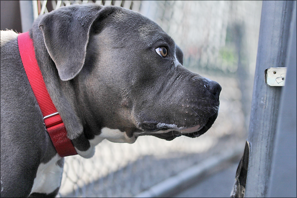 k9 nosework supplies